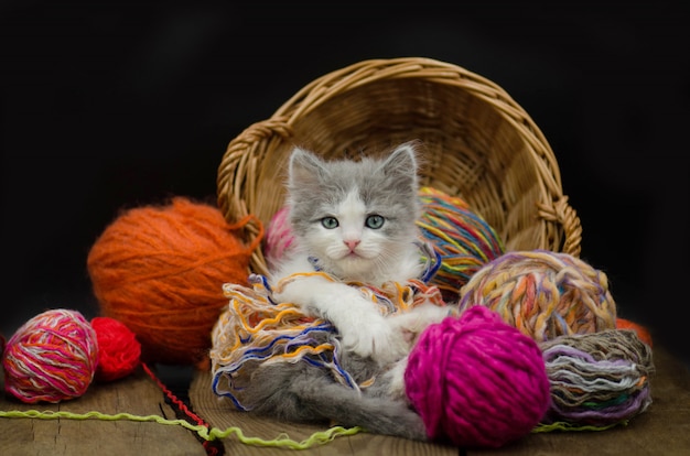 Portrait of cute grey pretty kitten. Funny kitten and knitting