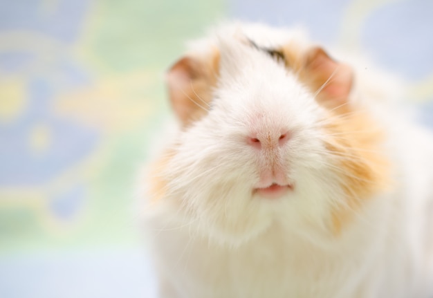 Photo portrait of a cute guinea pig against a bright