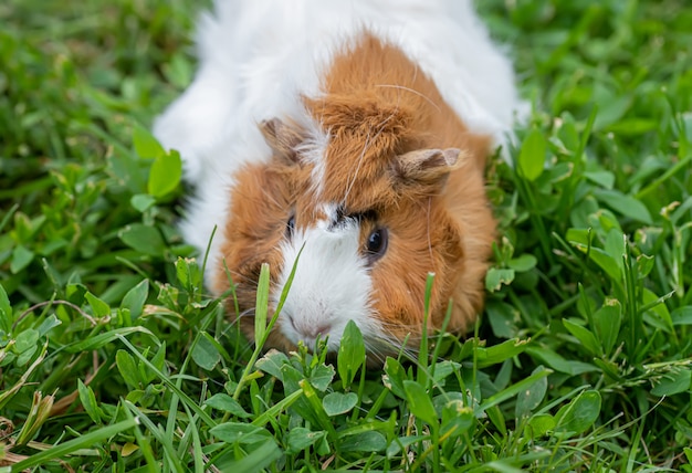 Portrait of cute guinea pig.