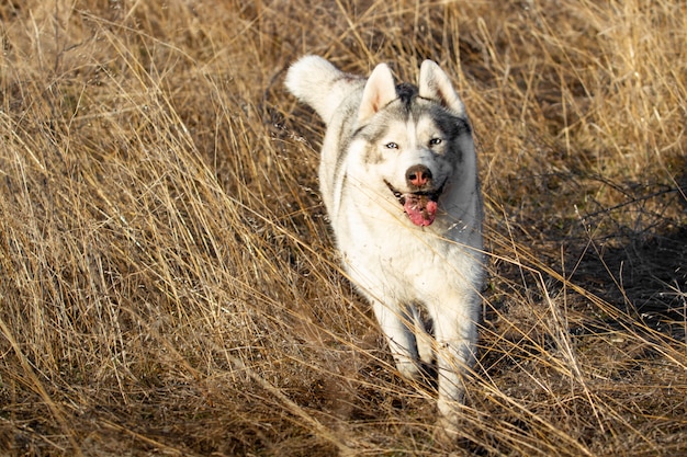 Portrait of cute and happy dog breed Siberian husky with tongue hanging out running in the bright yellow autumn forest. Cute grey and white husky dog in the golden fall forest