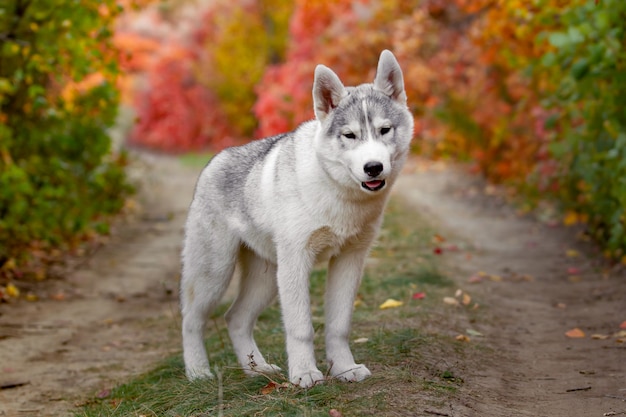 明るく黄色い秋の森を走るトンクとぶら下がっているかわいい、幸せな犬のシベリアンハスキーの肖像画。黄金の秋の森でかわいいグレーと白のハスキー犬