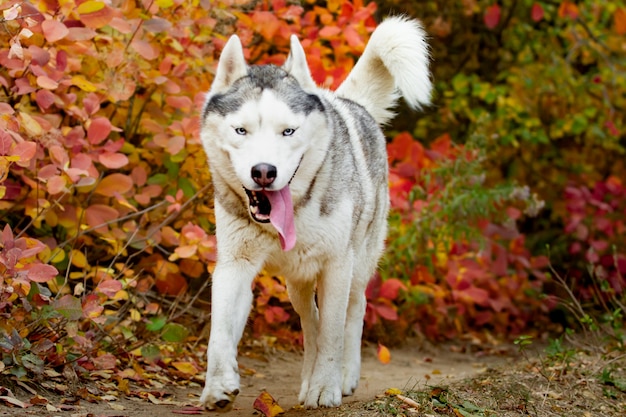 Portrait of cute and happy dog breed Siberian husky with tonque hanging out running in the bright yellow autumn forest.