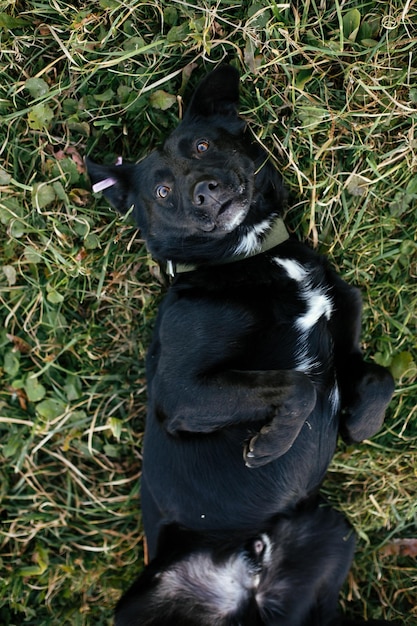 Photo portrait of cute happy dog lying and having fun in grass in green park adoption from shelter concept mixed breed black dog sweet black doggy on walk