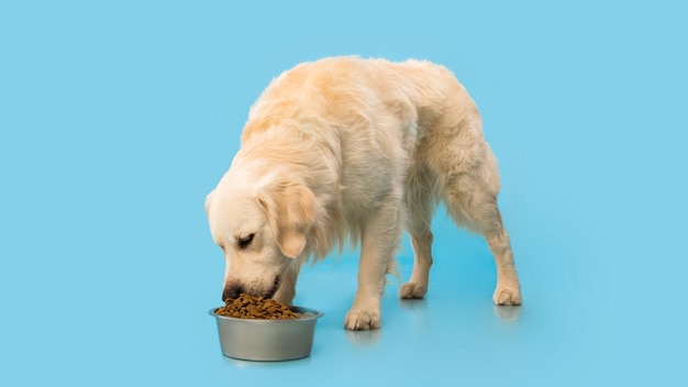 Photo portrait of cute healthy dog eating at blue studio wall