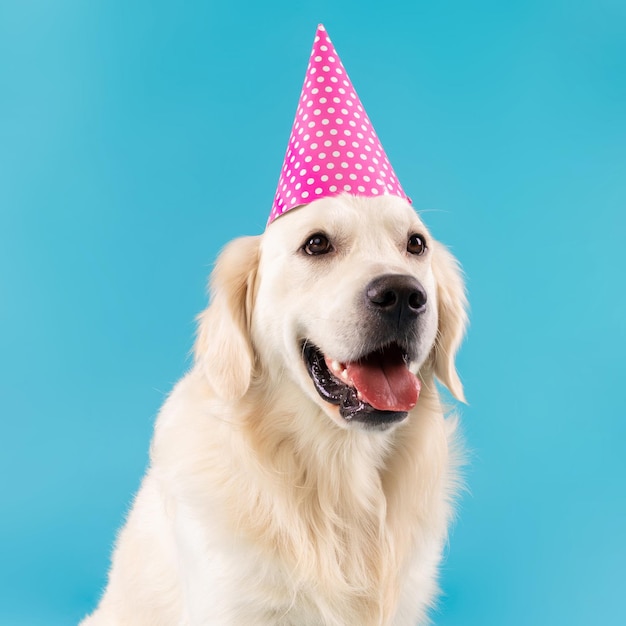 Portrait of cute healthy dog posing in party hat