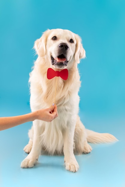 Portrait of cute healthy dog posing with red bowtie