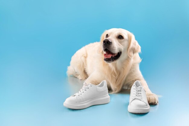 Portrait of cute healthy dog posing with shoes