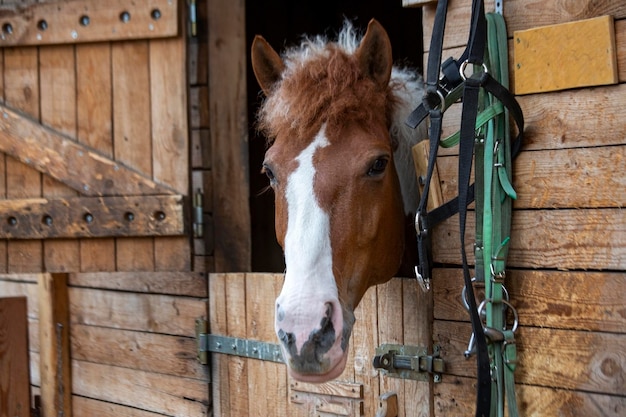 Portrait of a cute horse in the stable