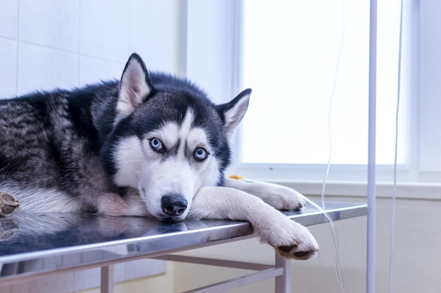 Portrait Cute husky dog lies with dropper in his paw in veterinary clinic Copy space Looking at the camera