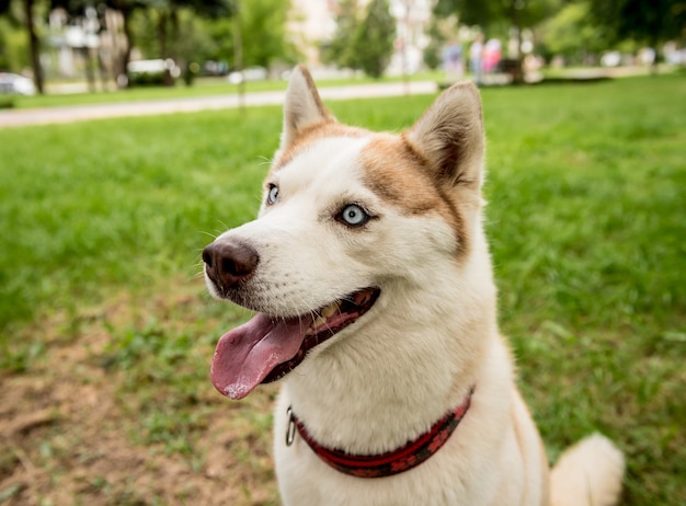 公園でかわいいハスキー犬の肖像画