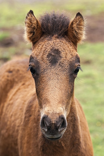 かわいいアイスランドの種馬の肖像画。アイスランド馬。アイスランド