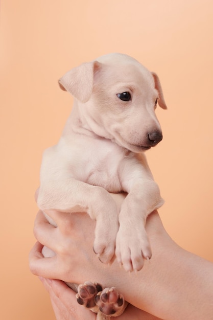 Portrait of cute Italian Greyhound puppy in human hands Small sleepy beagle dog white beige color isolated on studio background