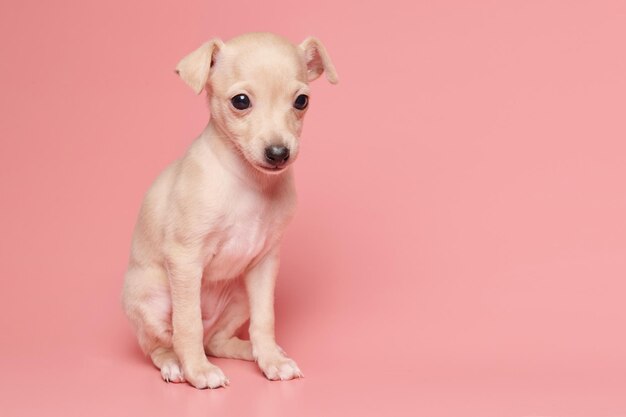 Portrait of cute italian greyhound puppy isolated on pink studio background small beagle dog white beige colorxa