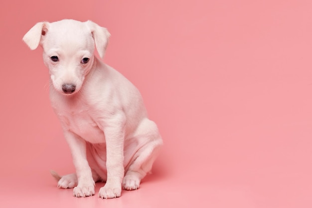 Photo portrait of cute italian greyhound puppy isolated on pink studio background small beagle dog white beige colorxa