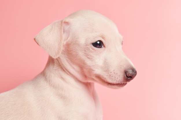 Portrait of cute Italian Greyhound puppy isolated on pink studio background Small beagle dog white beige colorxA