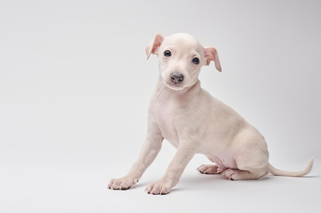 Portrait of cute Italian Greyhound puppy isolated on white studio background Small beagle dog white beige colorxA