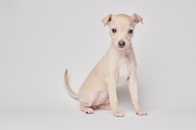 Portrait of cute Italian Greyhound puppy isolated on white studio background Small beagle dog white beige colorxA