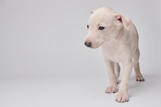 ホワイト スタジオの背景に分離されたかわいいイタリアン グレーハウンド子犬の肖像画小さなビーグル犬ホワイト ベージュ colorxA