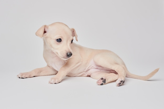 Portrait of cute Italian Greyhound puppy isolated on white studio background Small beagle dog white beige colorxA