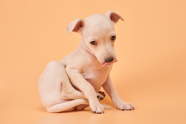 Portrait of cute Italian Greyhound puppy showing tongue isolated on orange studio background Small sleepy beagle dog white beige colorxA