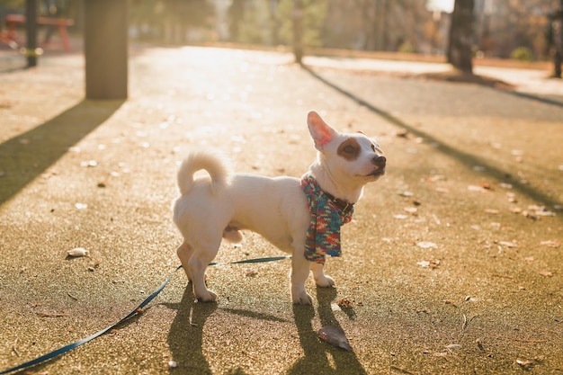 Portrait of cute jack russell dog in scarf walking in autumn park copy space and empty place for tex