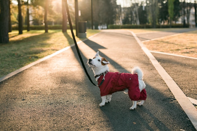 秋の公園のコピースペースとテキスト用の空の場所を歩くスーツを着たかわいいジャックラッセル犬の肖像画