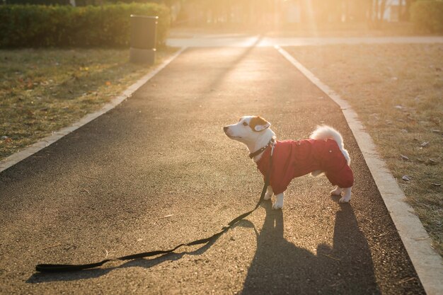 Portrait of cute jack russell dog in suit walking in autumn\
park copy space and empty place for text