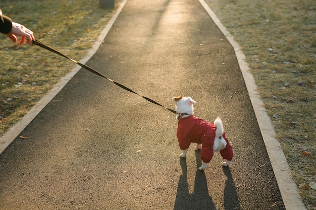 가을 공원에서 걷는 양복을 입은 귀여운 잭 러셀 강아지의 초상화