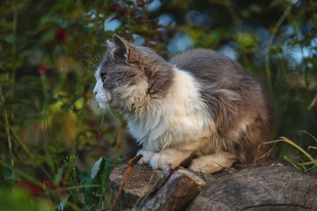 Portrait of a cute kitten in profile Beautiful cat portrait in nature Kitty playing in the garden with flowers on background Cute cat fun playing on green grass