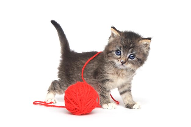 Portrait of cute kitten on white background