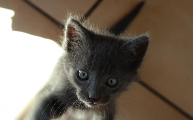 Photo portrait of cute kitten