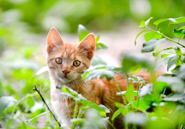 Portrait of cute kitten