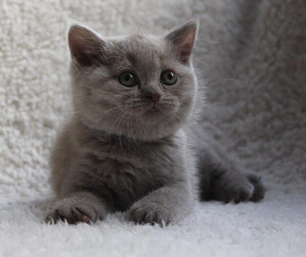 Photo portrait of cute kitten