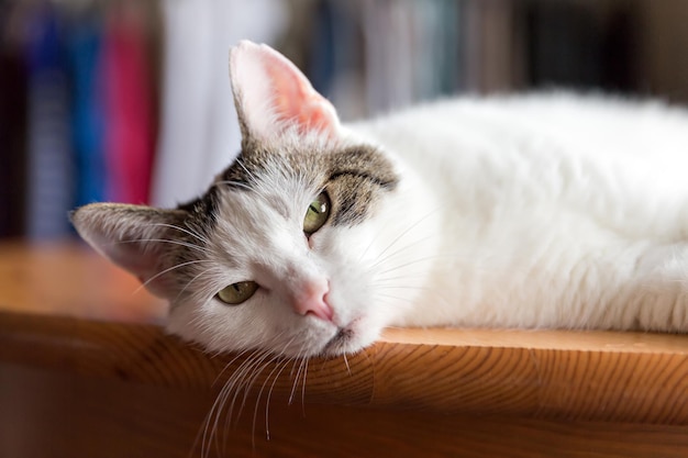 Portrait of cute kitty relaxing on the table