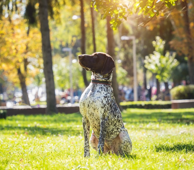 Portrait of cute kurzhaar dog at the park