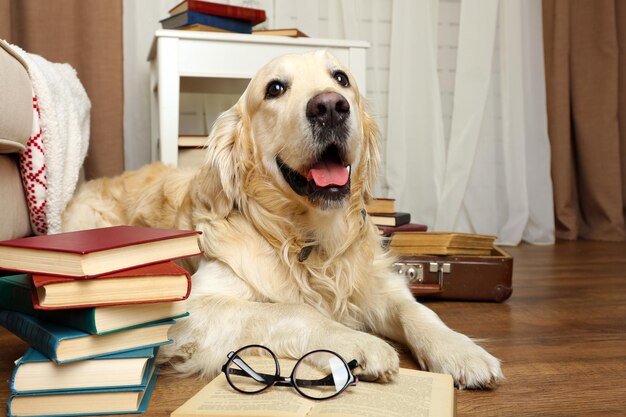 Portrait of cute Labrador with pile of books in room