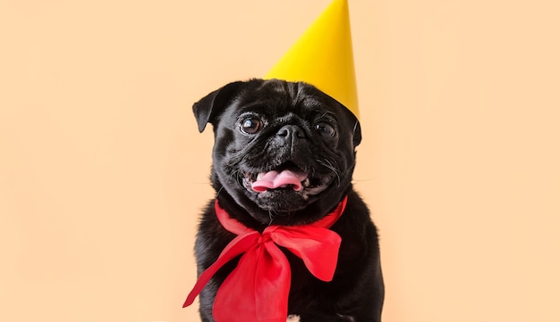 portrait cute little black pug dog wearing birthday costume with hat