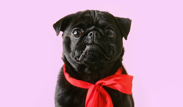 Portrait cute little black pug dog wearing red bow on studio background