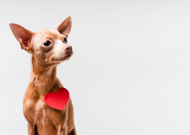 Portrait of cute little chihuahua dog