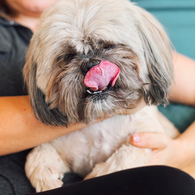 愛撫されているかわいい小さな犬の肖像画