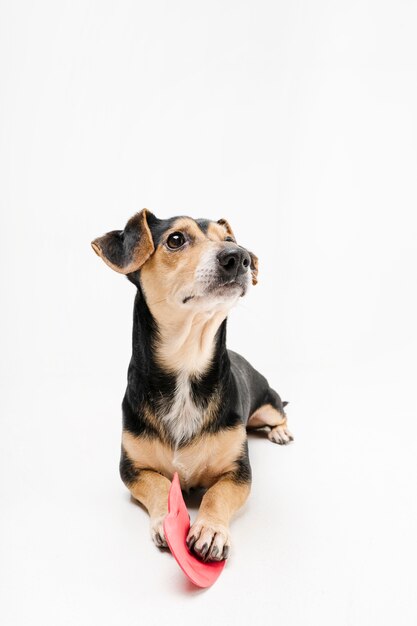 Portrait of cute little dog looking away