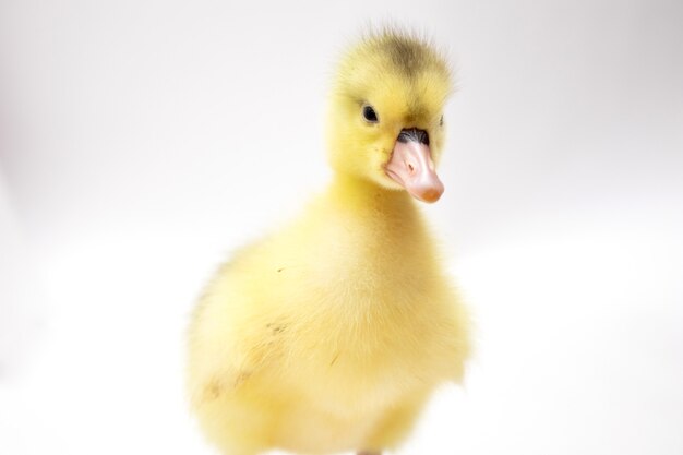 Portrait of a cute little duckling on white background