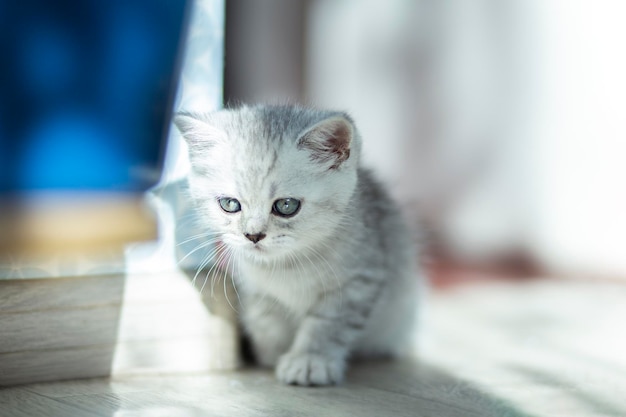 Портрет милого маленького смешного полосатого британского серого котенка, сидящего на полу дома Кошачья жизнь