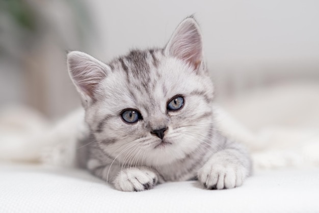 Портрет милой маленькой полосатой шотландской вислоухой кошки Котенок дома Китти смотрит в камеру на белой кровати
