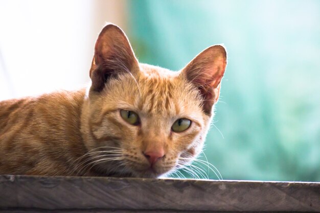 黄色い目とひげが素敵なかわいい見た目の猫の肖像画柔らかなふわふわ純血種のストレートイヤー