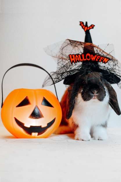 Portrait of cute lop eared dwarf rabbit wearing halloween hat with candy bucket Jack O lantern