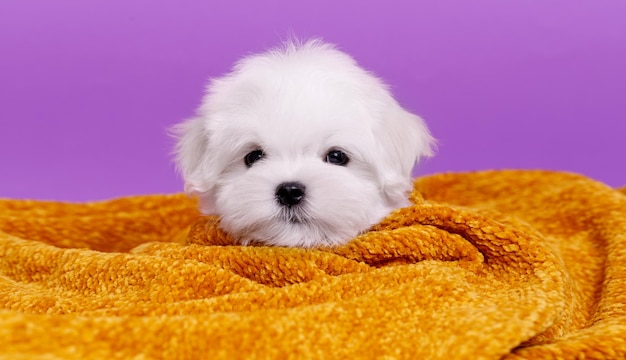 Portrait of a cute Maltese breed puppy A small dog on a bright fashionable background A pet wrapped in a towel after bathing