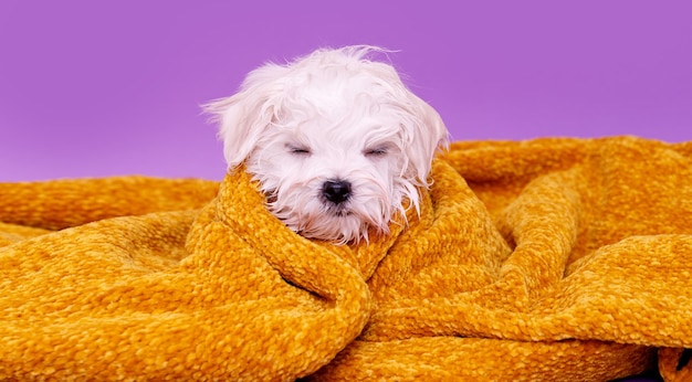 Portrait of a cute Maltese breed puppy A small dog on a bright fashionable background A wet pet wrapped in a towel after bathing