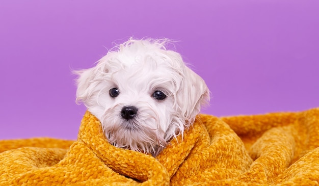 Portrait of a cute Maltese breed puppy A small dog on a bright fashionable background A wet pet wrapped in a towel after bathing