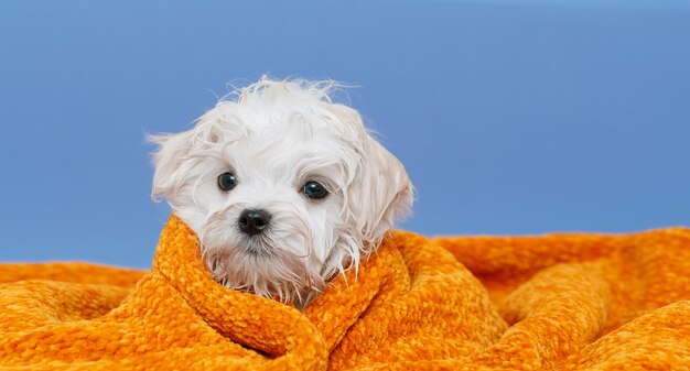 Portrait of a cute Maltese breed puppy A small dog on a bright fashionable background A wet pet wrapped in a towel after bathing